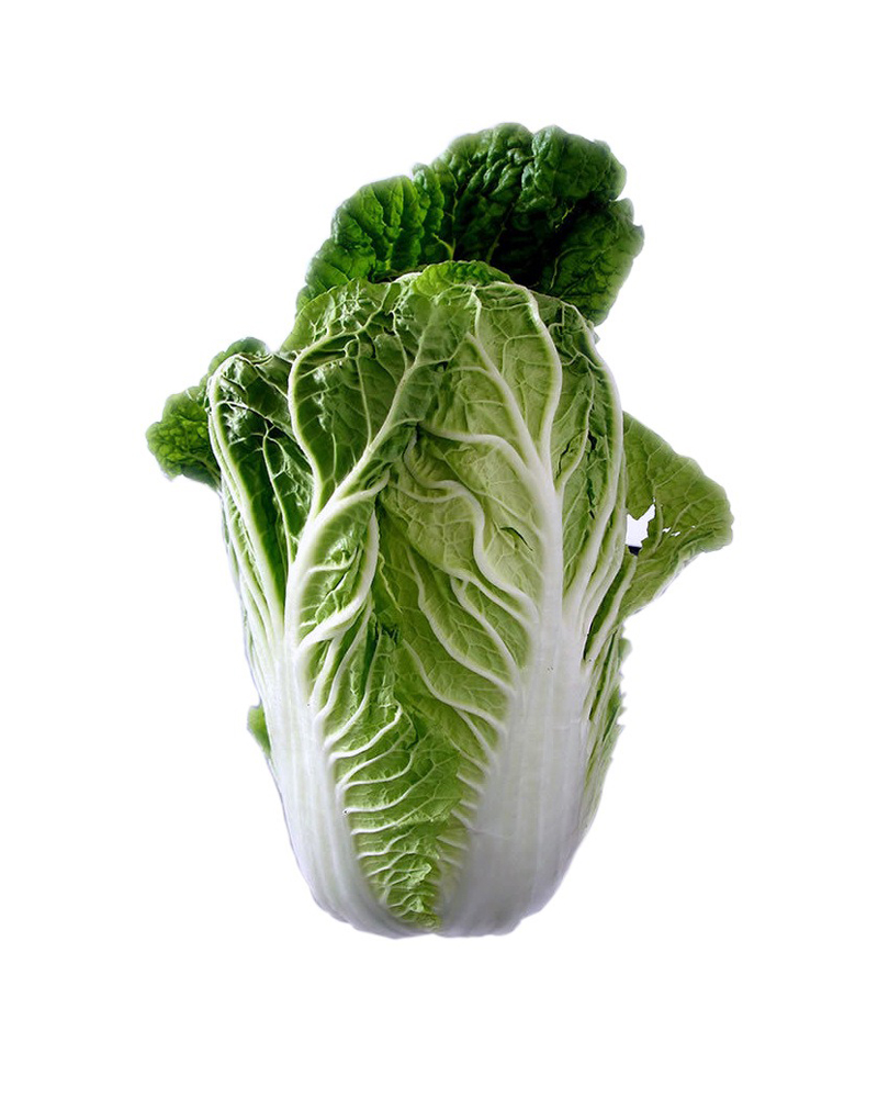 Chinese cabbage כרוב סיני