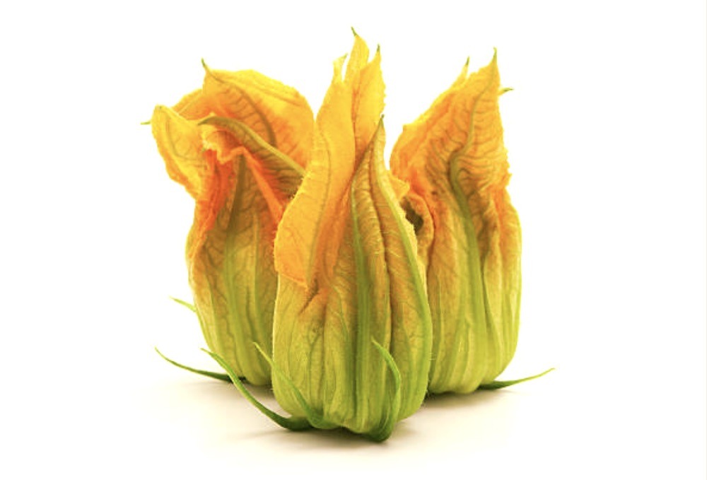 פרחי זוקיני