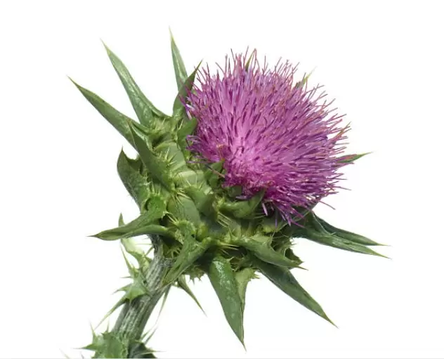 How to grow Milk Thistle -איך לגדל גדילן מצוי - Miss_Ageless 6