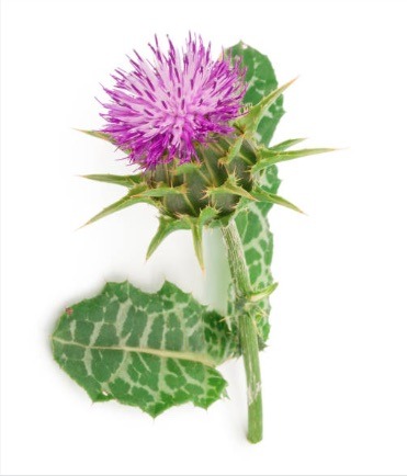 גדילן מצוי Milk Thistle