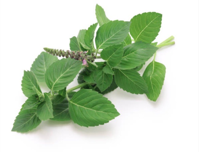 Miss Ageless - Holly Basil - בזיליקום קדוש