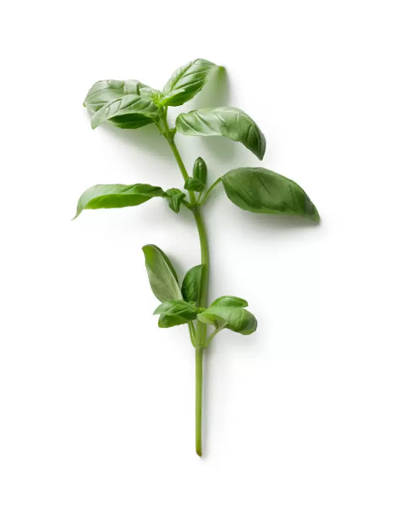 Miss Ageless - sweet Basil - בזיליקום מתוק