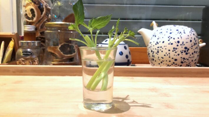 איך לגדל בזיליקום בעציץ? How to grow basil in a pot