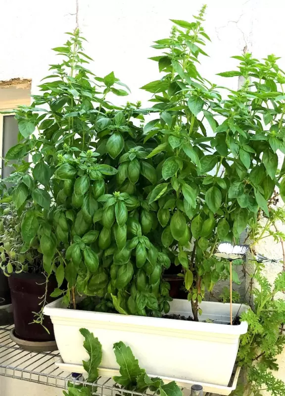 איך לגדל בזיליקום בעציץ?