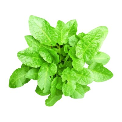 חומעה רחבת עלים Dock Leaf Broadleaf Dock Leaf