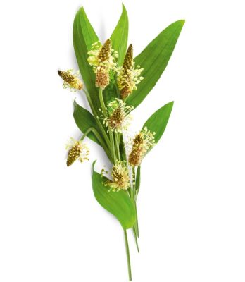 לחך איזמלי Ribwort Plantain